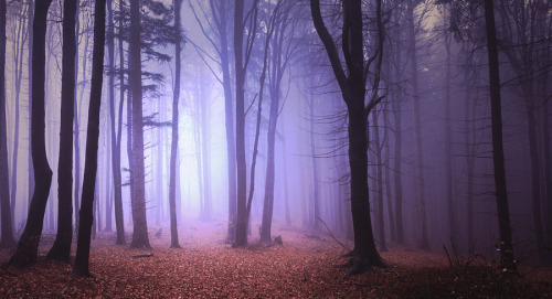 magic-spelldust:  Mirkwood by Stefan Daniel  