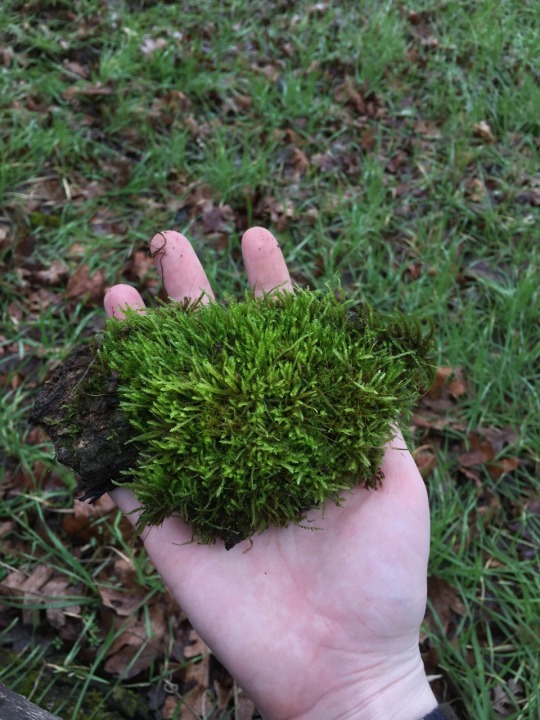 mossylesbian:  Moss appreciation post 