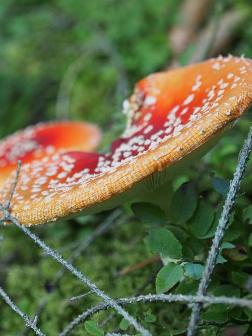 shroomlings: I think this is one of my favourite shots of all time :-)