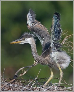 Porn photo todaysbird:baby herons are both incredibly