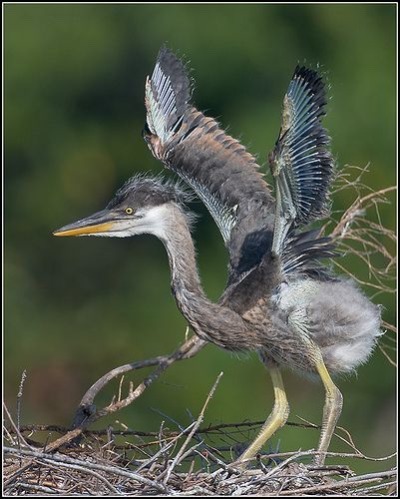 XXX todaysbird:baby herons are both incredibly photo
