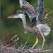 Porn todaysbird:baby herons are both incredibly photos