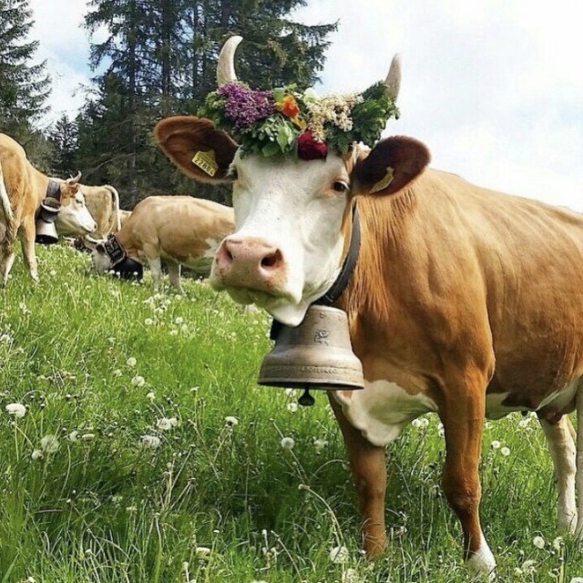 Porn happyheidi:~ Flowercows ♡ 🌷🐄 🍃 photos