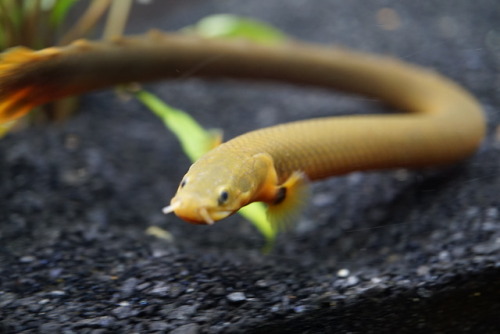 Finally a good chance to try out the macro lens. Some good pictures of Taako my rope fish. And our g