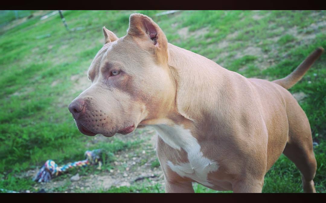 My baby girl getting big! Turned 1 year in January. #ilovelucy @mvp_bullies hands