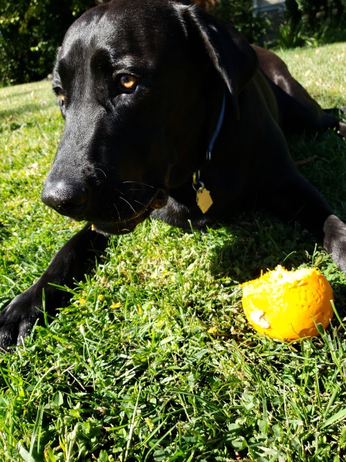 Frisbee is ready for pumpkin carving.