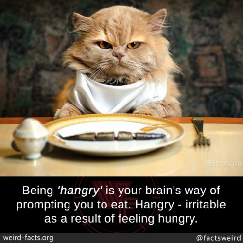 Porn Pics mindblowingfactz:  Being ‘hangry’ is
