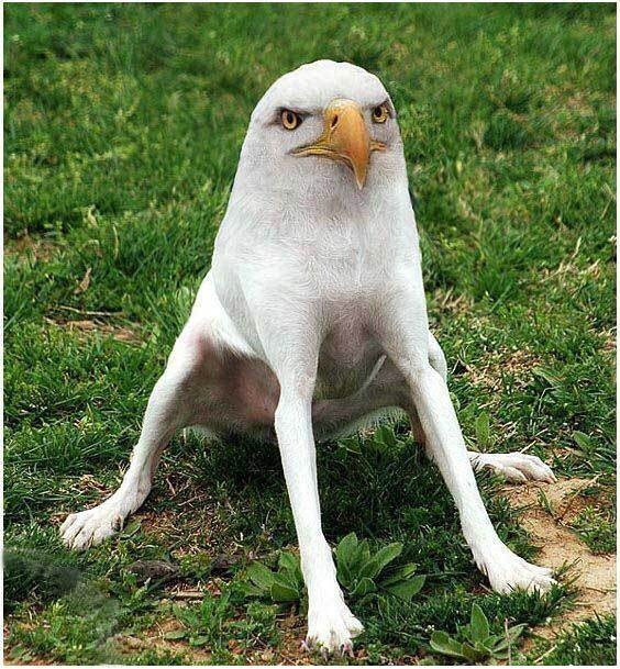 why-am-i-awake:  i-cant-decide-on-a-good-url:  omgbuglen:  Animals of a Parallel