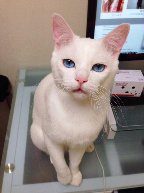 kotakucom:  This is Setsu-chan, the cat with adult photos