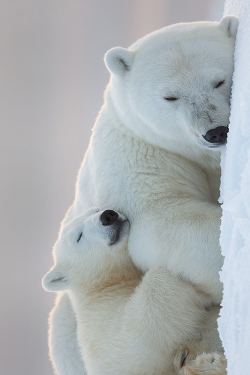 wolverxne: Goodnight Polar Bears ~ by: Tin Man 