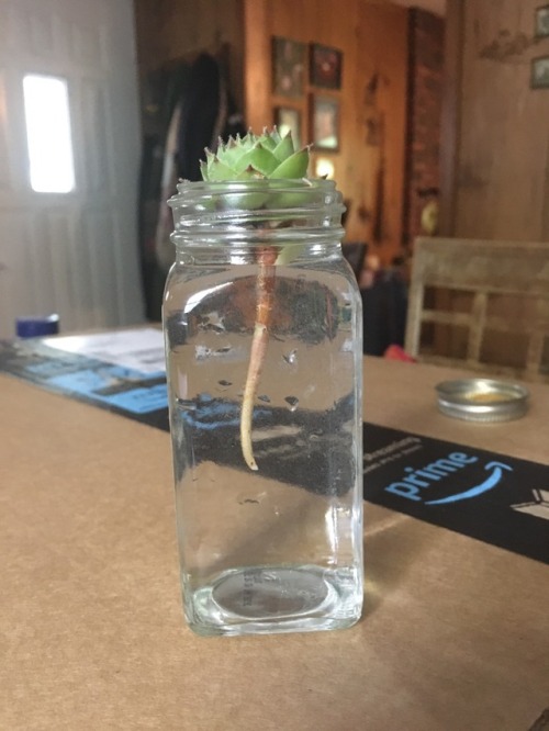 succulent-loving-witch: (6/28/18) Going to root a new guy