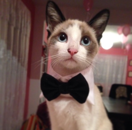 He is a classy domestic short hair cat.(submitted by huaripoloreload)