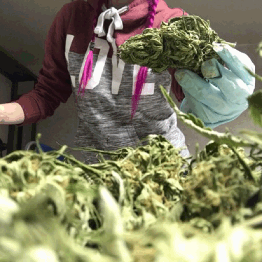 indicasprincess:  My grow / trim season mood board 💚💛