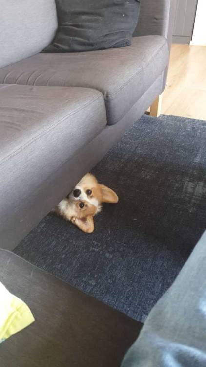 sirfrogsworth:
“sirfrogsworth:
“sirfrogsworth:
“ sirfrogsworth:
“ I thought it was just Otis, but it seems most corgis are almost good at hide and seek.
Either they can’t resist the need for attention (see above) or they aren’t good at judging how...