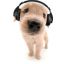max-the-puppy