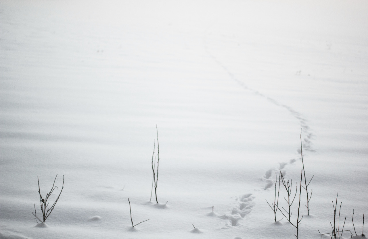 forndom:  Vandrare I, II, III, IV, V© Forndom
