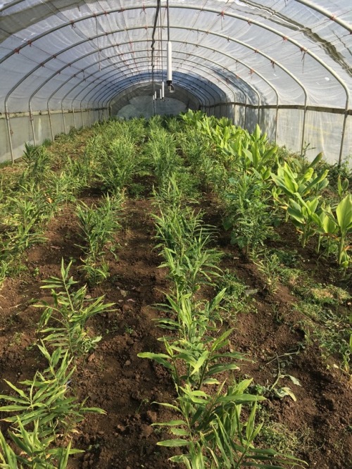 Leeks in winter fog // Ginger in a cozy greenhouse