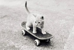 black and white, cat, cute, photography - inspiring picture on Favim.com @weheartit.com http://whrt.it/Wr8xNb