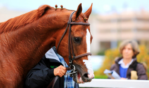 galopporacing: California Chrome & Victor Espinoza