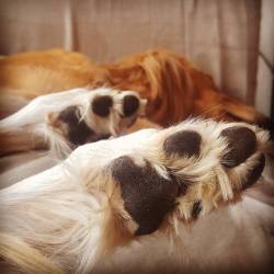 miniar:  Tooooeeees! #Aladdin #Saluki #doglife #sleepypup #sighthound #toebeans   THE BEANS