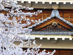 minuga-hana:  Sakura in Matsuyama Castle by jmentzer92 on Flickr.