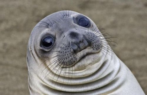 rubee:sexhaver:this picture is a lot funnier if you imagine this seal’s mouth is the black line betw