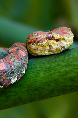 snake-lovers:  Eyelash viper (Bothriechis