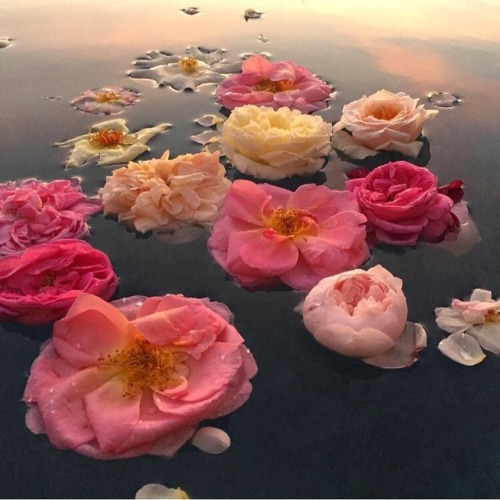 andantegrazioso:Flower sunset | flora.forager