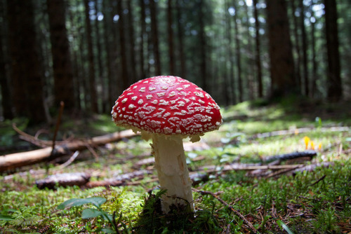 blooms-and-shrooms:Fliegenpilz am Kulmberg by Akromac on Flickr.