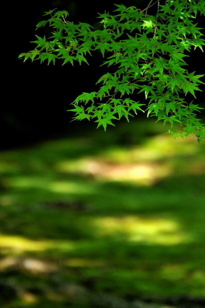 lifeisverybeautiful:Kyoto, Japan via GANREF | 夏もみじGreen