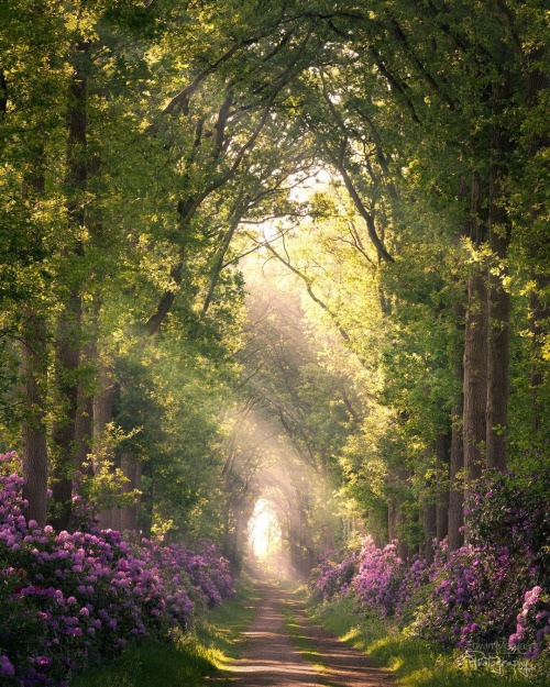 kafkasdiariies:  Rhododendron Alley | Edwin Mooijaart 