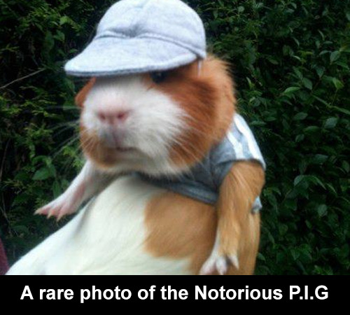 XXX trendingly:  The Most Important Guinea Pigs - photo