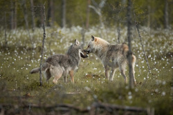 her-wolf:The meeting by   Anna Schöppe  