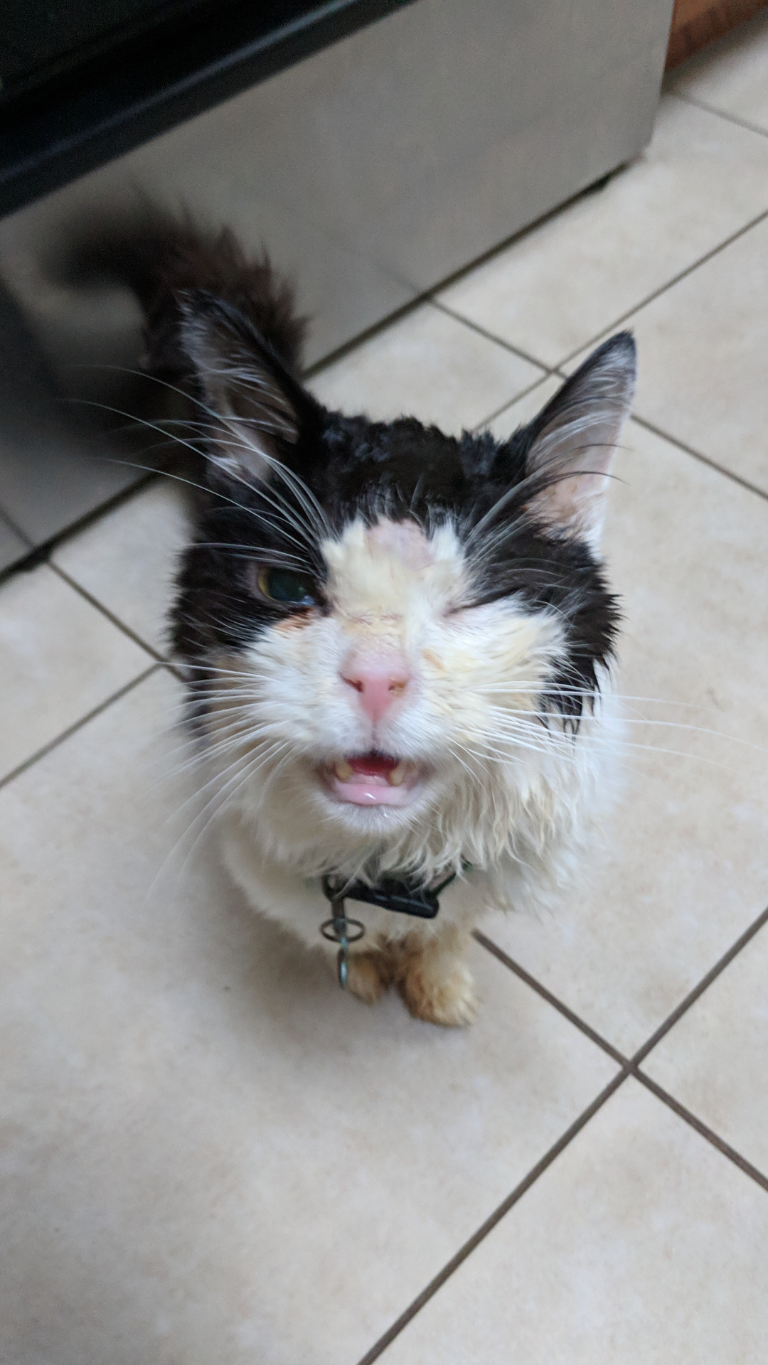 cutecornflakes:  My one eyed, scraggly old man just got diagnosed with cancer but