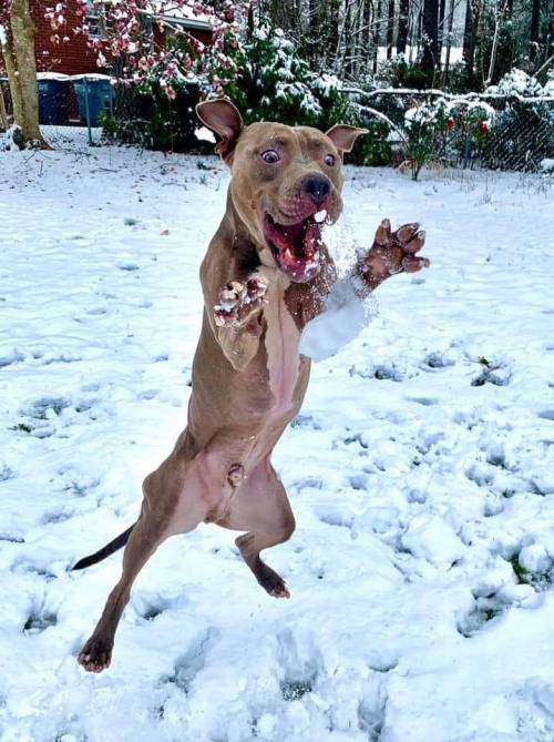 Doggo seeing snow for the first time