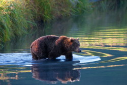 fuck-yeah-bears:  Early Morning Crossing by Buck Shreck