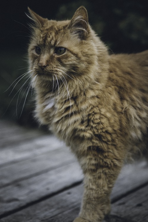 without-roots: grandpa rupert