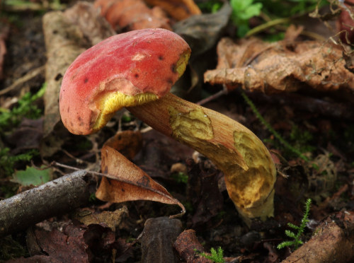 This ruby bolette - Hortiboletus rubellus - had a bonus palmate newt sleeping under it, which I dist