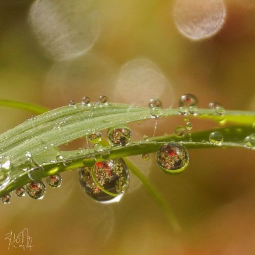 Drops #macro_creative_pictures  #drops_perfection  #macro_perfection  #macro_mania__  #exquisitepics