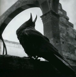 Madness-And-Gods:  Arthur Tress - Raven, Mexico, 1964 