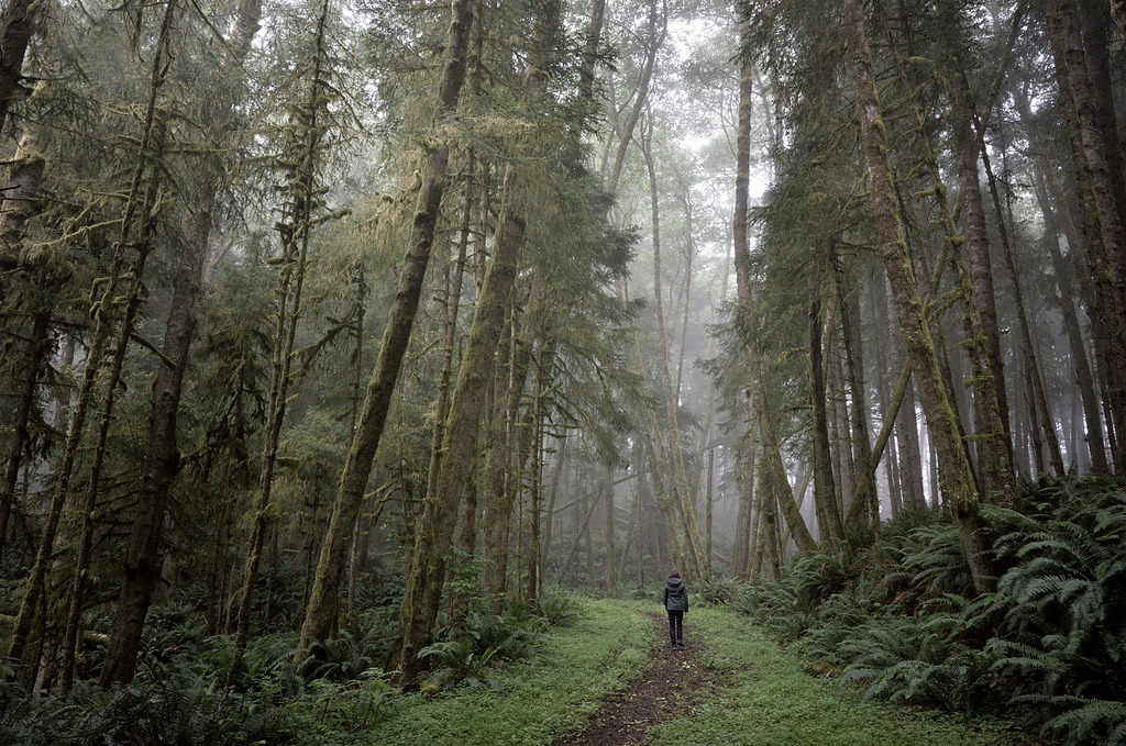 Time for a walk in the misty wood