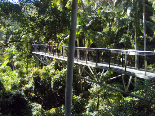 oceaniatropics: mount tamborine rainforest skywalk, SE Queensland, Australia