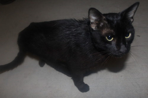 catsbeaversandducks:  Please help Zero. Reblog!goodmorningmonroe:  goodmorningmonroe:  URGENT! Gofundme  Saving Zero, this very caring and over affectionate cat was droped at walmart we witnesed it, he was in bad condition. His condition and the way he