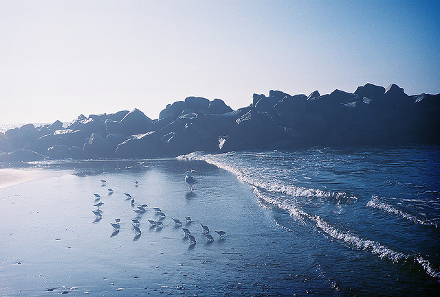slanting:  venice beach : 04 birds (by yyz!) 