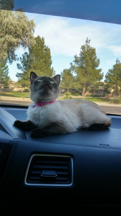 Whenever I take my baby Emarosa with me anywhere she always lays down on the dash (submitted by @def