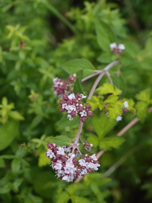 Origanum vulgare— oregano