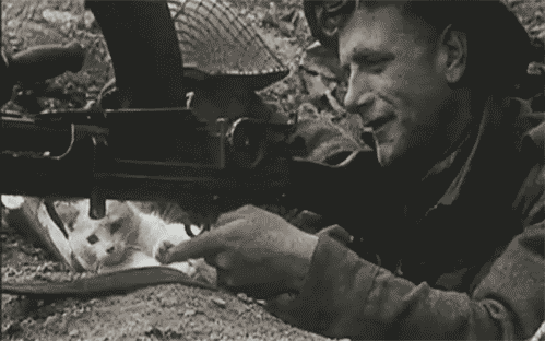 failsnet:  Tumblr Fails.net - Anti-war cat