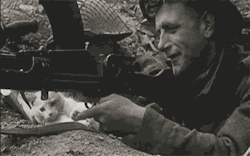 Failsnet:  Tumblr Fails.net - Anti-War Cat