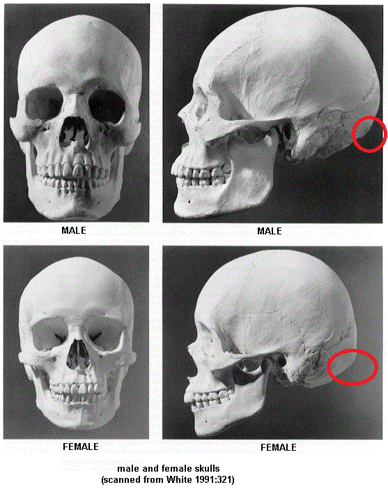 travelers-banter:  Fucking,.,.,. Who said that males have a 90 degree mandible? What