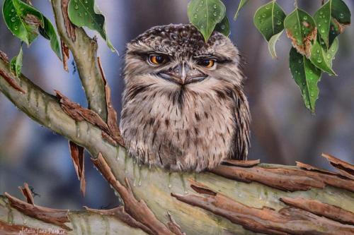 rosiesdreams:The wonderful Tawny-frogmouth Owl  By Australian artist natalieparkerprints